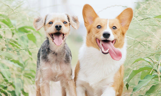 Supporting the Mobility and Vitality of Your Pet