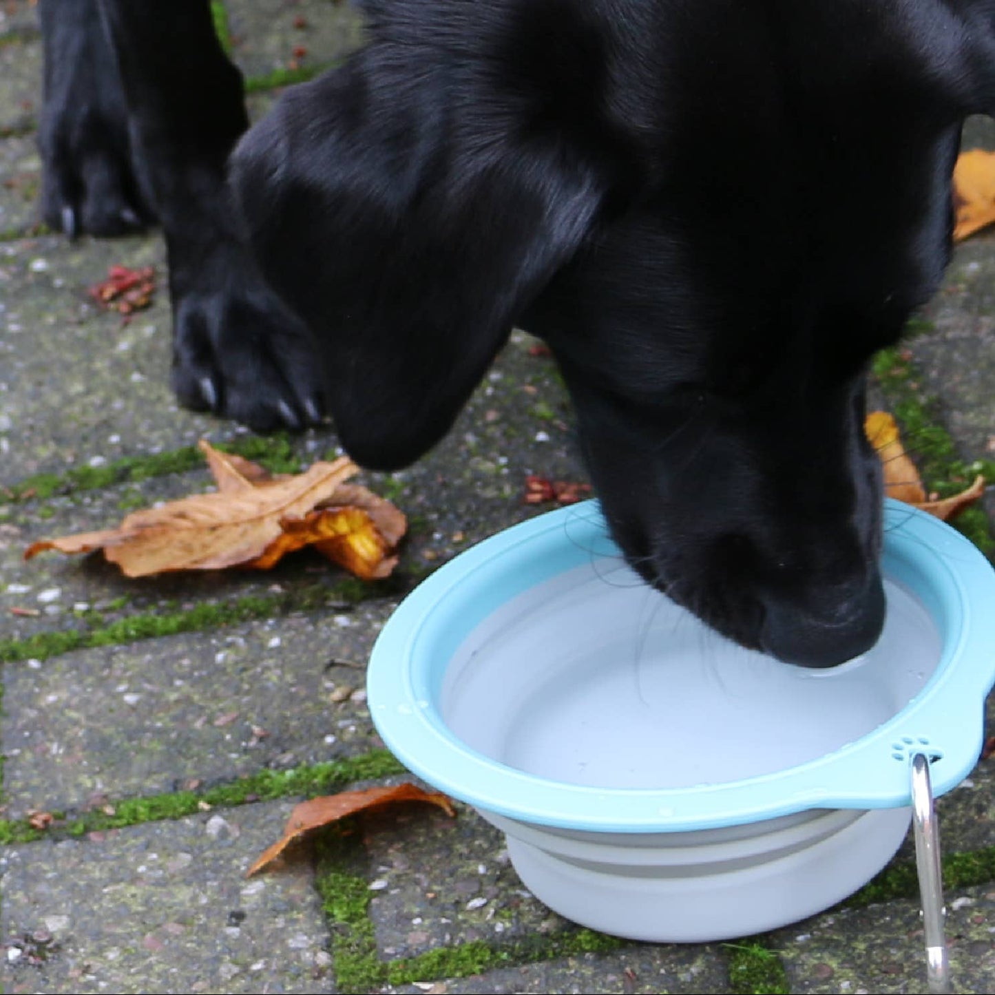 Collapsible Dog Travel Bowl