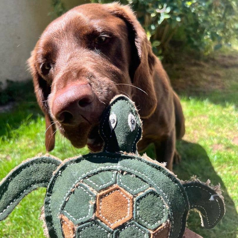 Miro & Makauri - Tara Turtle Eco Dog Toy