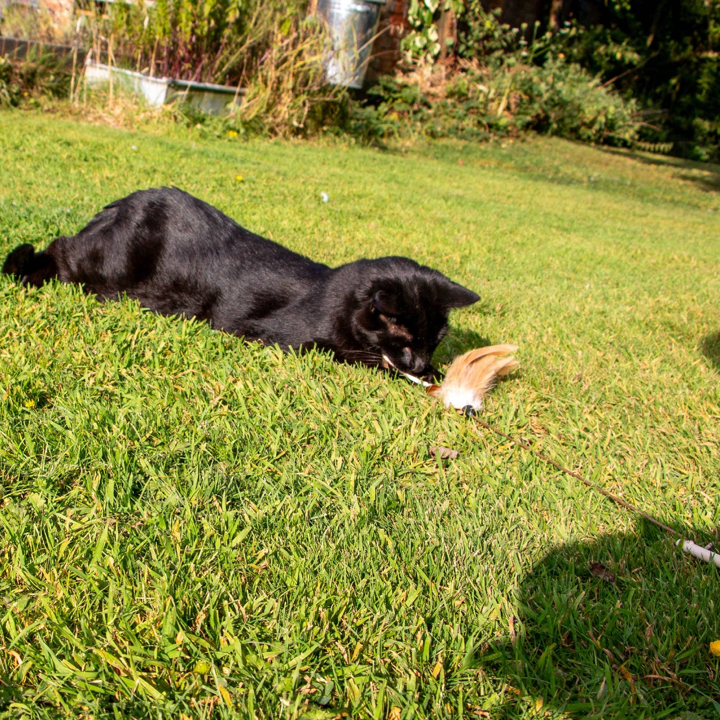 Feather Teaser Cat Toy