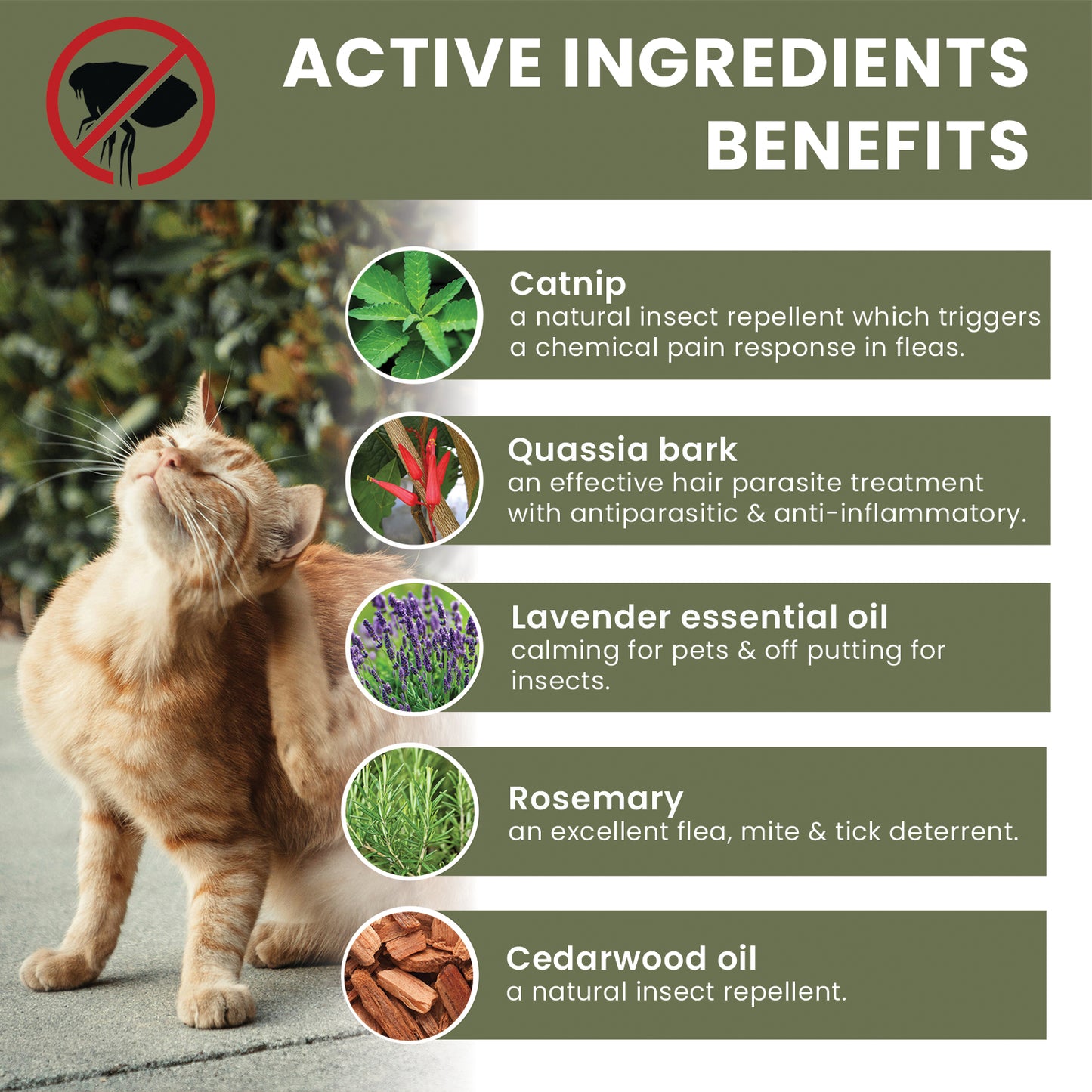 the pet guru natural flea spot on treatment for cats - ingredients benefits - natural flea treatment - cat flea spot on