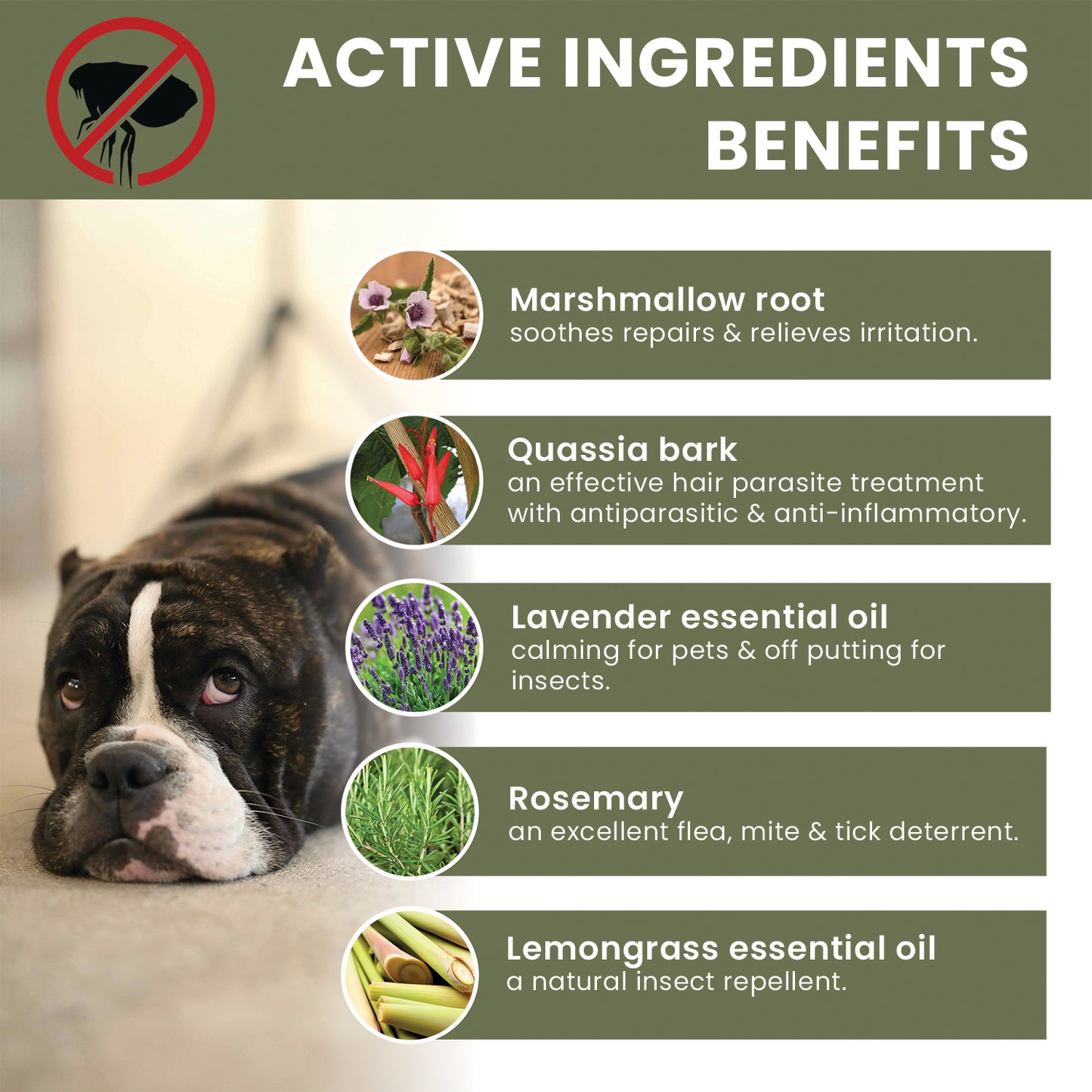 the pet guru natural flea spot on treatment for dogs - ingredients benefits - natural flea treatment - dog flea spot on - flea control dogs