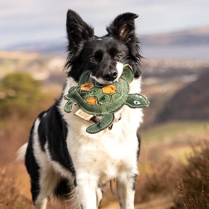 Miro & Makauri - Tara Turtle Eco Dog Toy