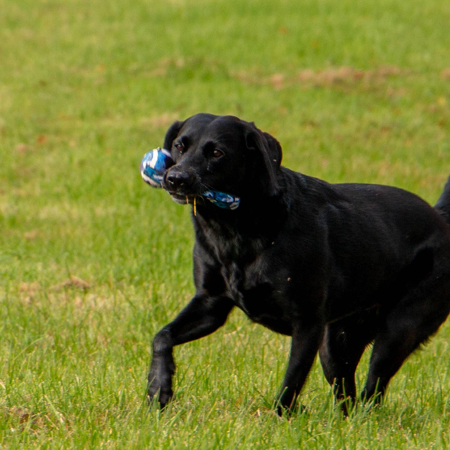 Fun Tennis Ball With Strap