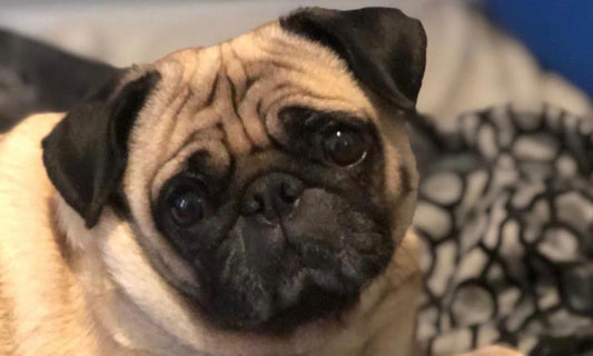 Give Back Friday Update: Meet Coco