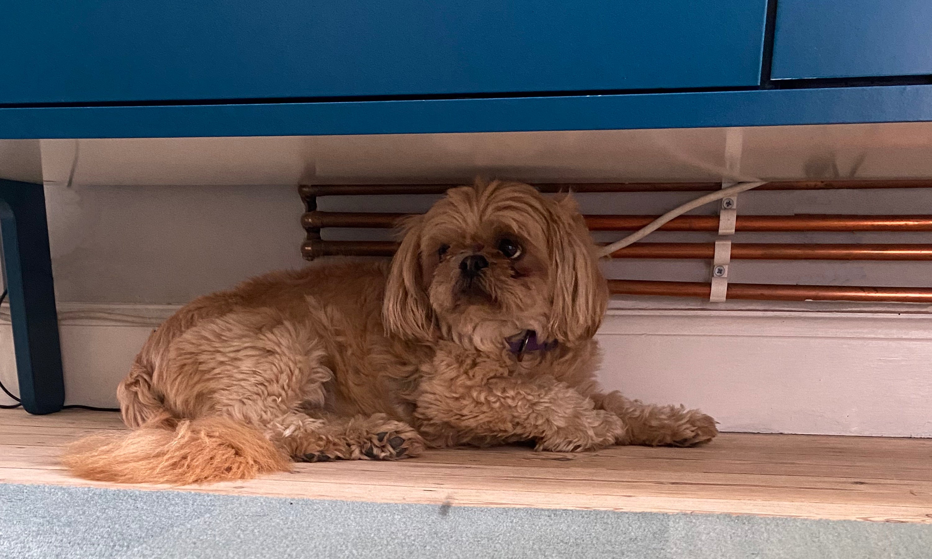 Pets Getting Scared Natural Anxiety Support for Scaredy Dogs (and Cats) – The Pet Guru