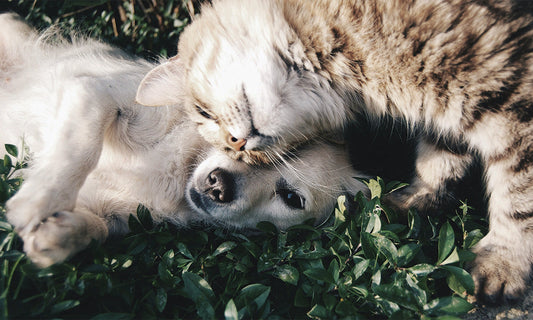 Keeping your Pet Flea-free the Natural Way
