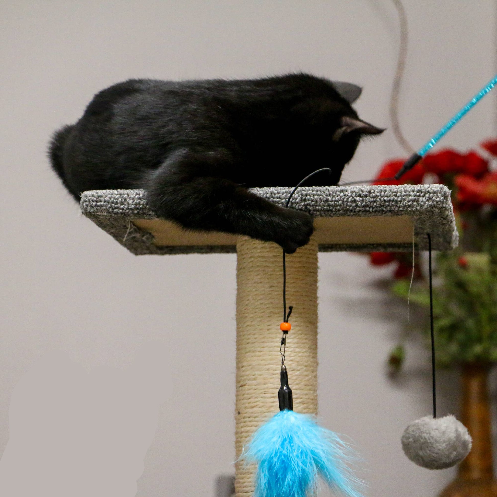 Black cat lounging on a cat tree with toys against a neutral background