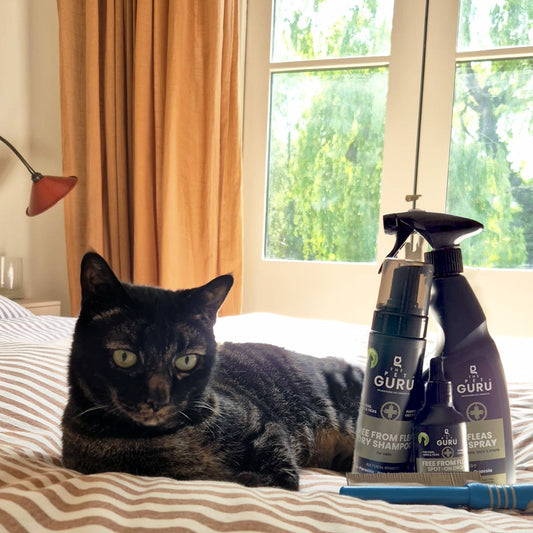 Free From Fleas Complete Cat Bundle – Spot-On + Spray + Dry Shampoo + Comb
