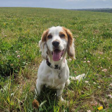 Dog sitting in a grassy field with a blue sky and clouds in the background