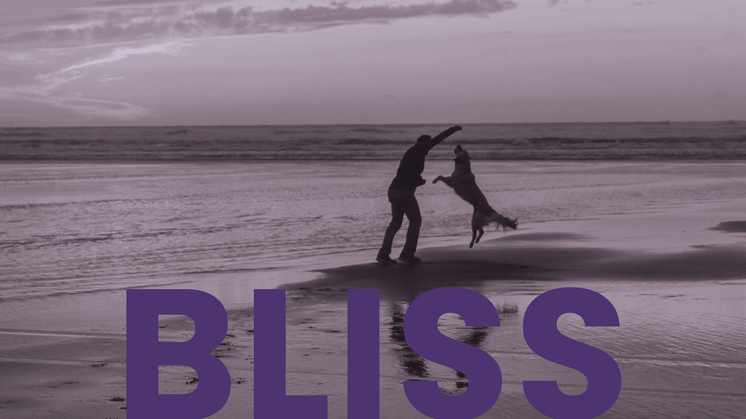 The Pet Guru Bliss uplifting professional pet care shampoo grooming and candles