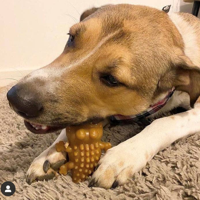 Maks Patch Peanut Butter Crocodile - Vegan Dog Treat