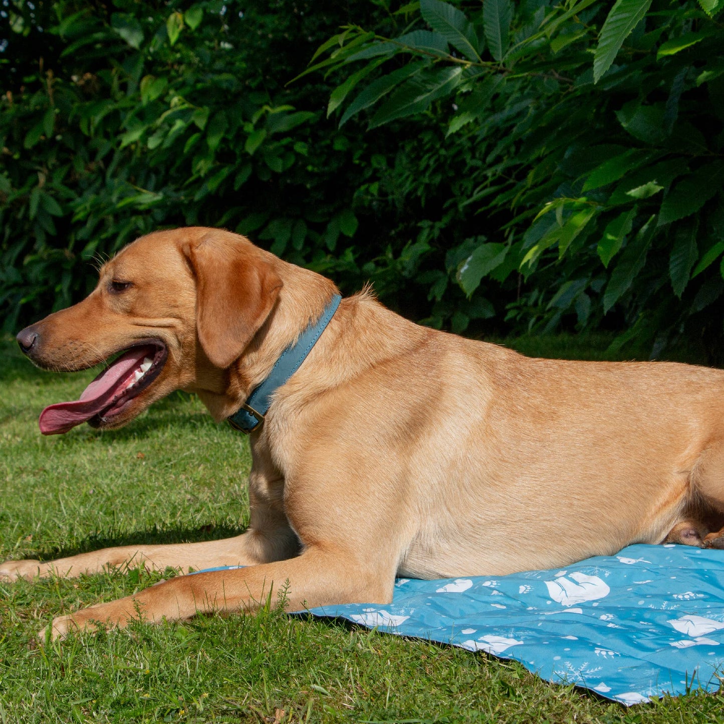 Ice Paws Cooling Mat - 2 sizes available
